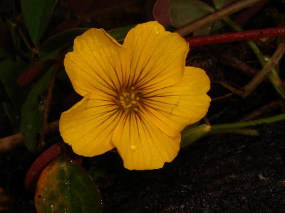 Flower