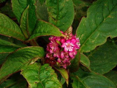 Flower