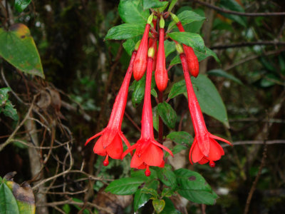Fushia