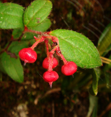 Neotropical Blueberry, Ericaceae