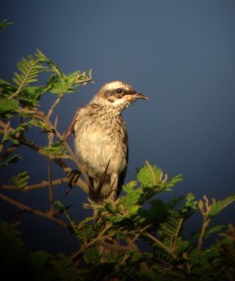 Long-tailed Mockingbird