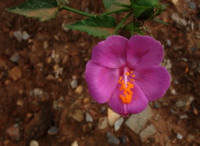 Flower, Malvaceae