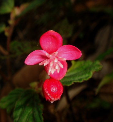 Begonia