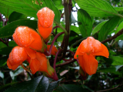  Gesneriad. Columnea