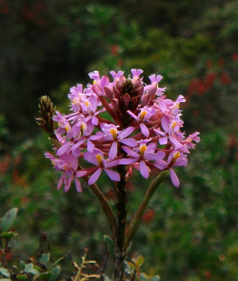 Orchid