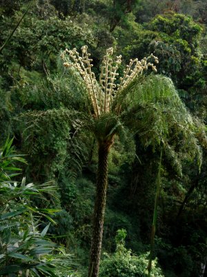 Tree Fern