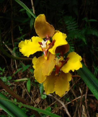 Orchid, Cyrtochilum macranthum