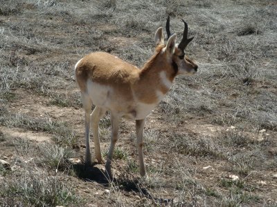 Pronghorn