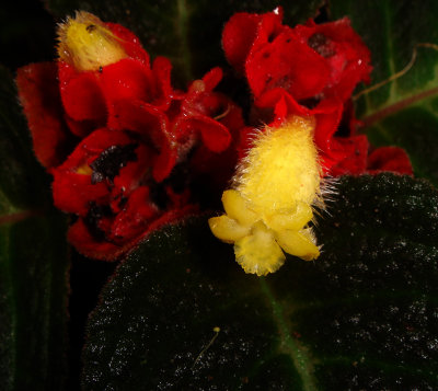 Gesneriad, Corytoplectus