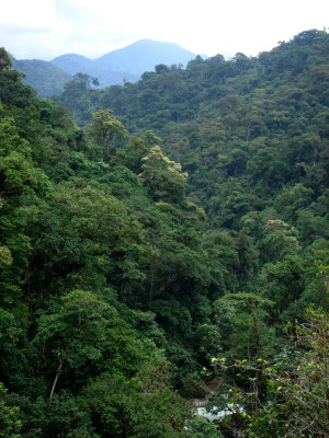 Podocarpus NP, Bombuscaro