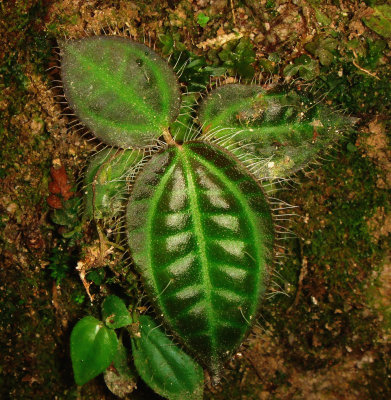 leaves, Geogenanthus sp