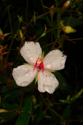 Melastome