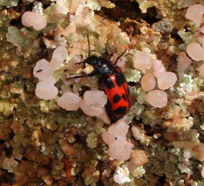 Beetle  on Lichens