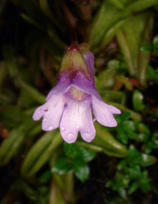 Pinguicula calyptrata, Lentibulariaceae