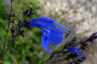 Salvia