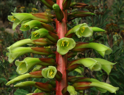 Terrestrial Bromeliad, Puya