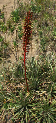 Terrestrial Bromeliad, Puya