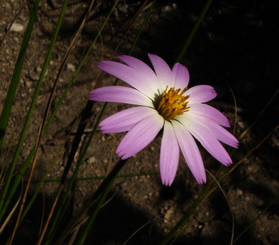 Flower, Composite