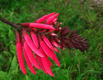Erithrina