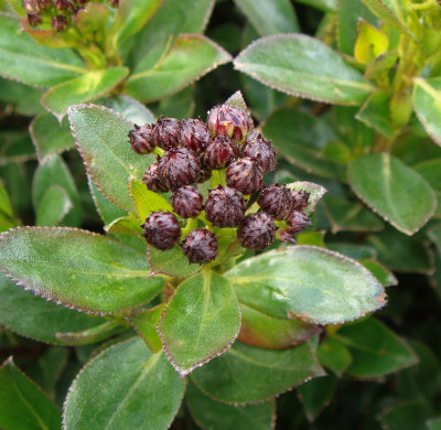 Pentacalia sp. Composite