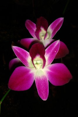 Quito Orchid Show
