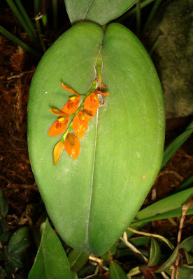 Quito Orchid Show