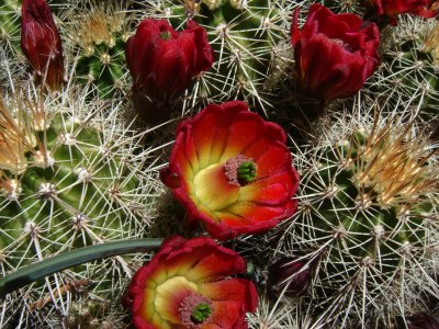 Claretcup Cactus, Echinocereus triglochidiatus