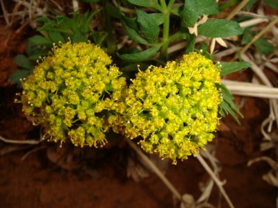 Biscuitroot,  Lomatium sp. in  Fiery Furnace