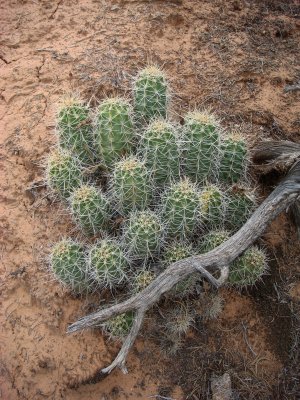 Claretcup  Cactus, Echinocereus triglochidiatus