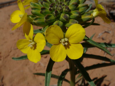 Western Wall Flower, Erysimum asperum
