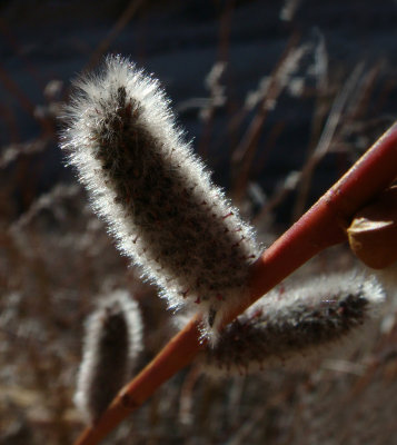 Willow, Salix sp. in Bryce NP