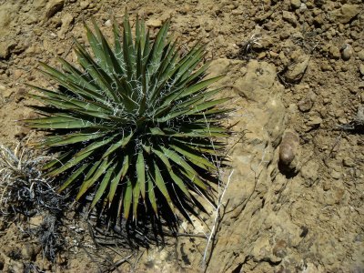 Datil Yucca, Yucca baccata