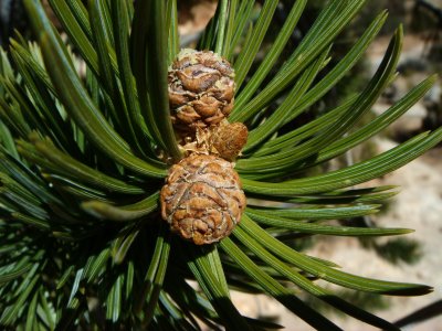 Pinyon Pine, young cone