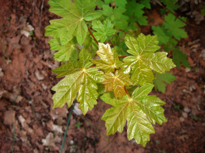 Bigtooth maple, Acer grandidentatum