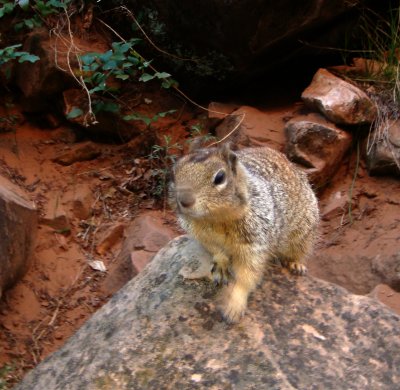 Rock Squirrel, Spermophilus variegatus