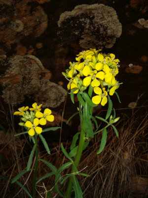 Western Wall Flower, Erysimum asperum