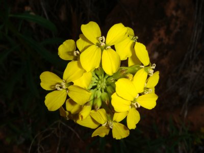 Western Wall Flower, Erysimum asperum