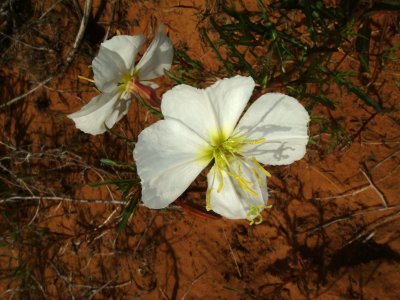 Pale Evening Primrose, Oenothera pallida