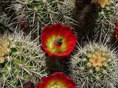 Claretcup  Cactus, Echinocereus triglochidiatus