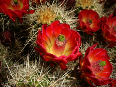 Claretcup  Cactus, Echinocereus triglochidiatus