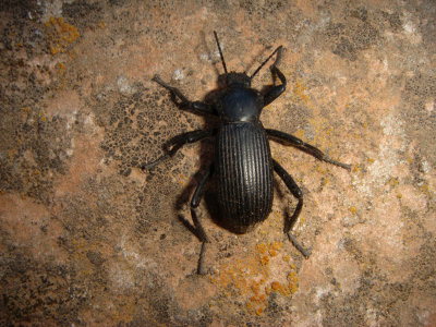 Darkling Beetle,Tenebrionidae coelocnemis