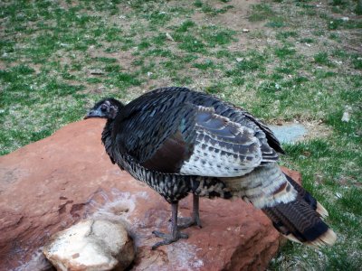 Wild Turkey, Meleagris gallopavo