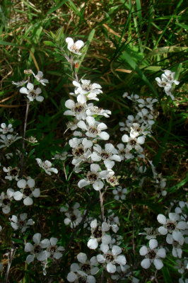Manuka,  Leptospermum scoparium