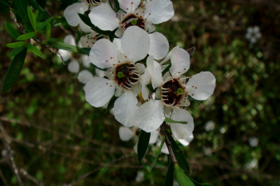 Manuka,  Leptospermum scoparium