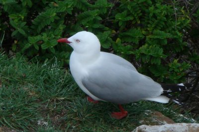 Red-billed Gull