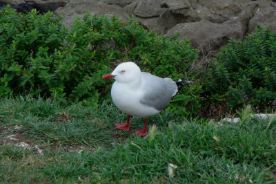 Red-billed Gull
