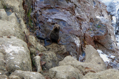 Fur Seal Pup
