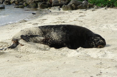 Hooker's Sea Lion