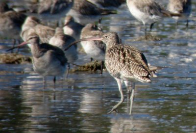 Eastern Curlew,  Bar-tailed  Godwit