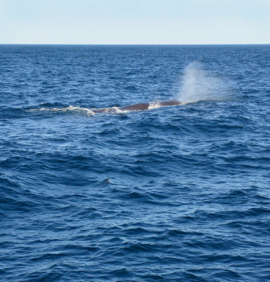 Sperm Whale